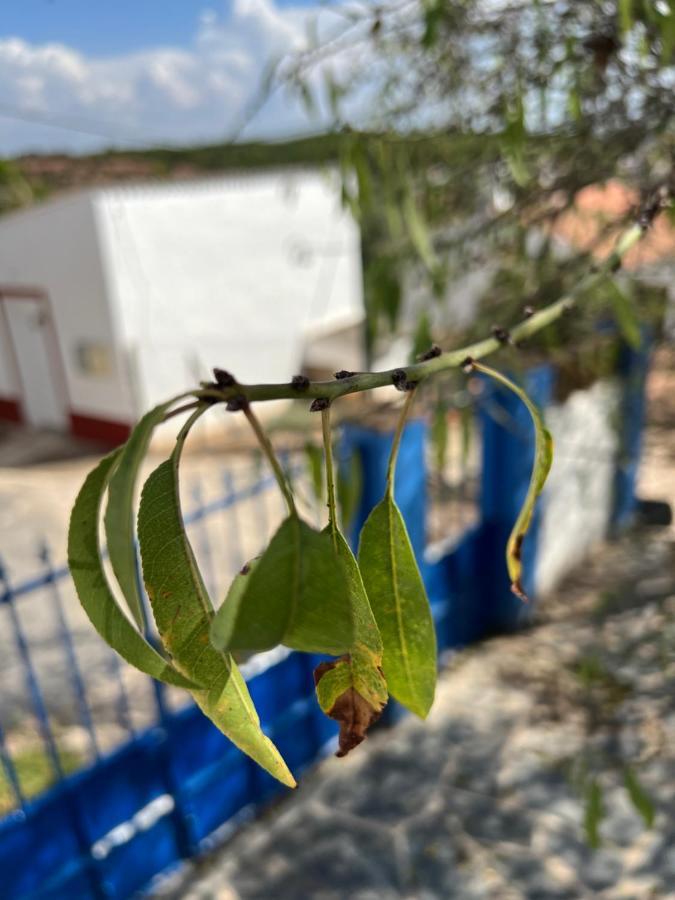 הוילה רגואנגוס דה מונסאראז Casa Da Eira מראה חיצוני תמונה